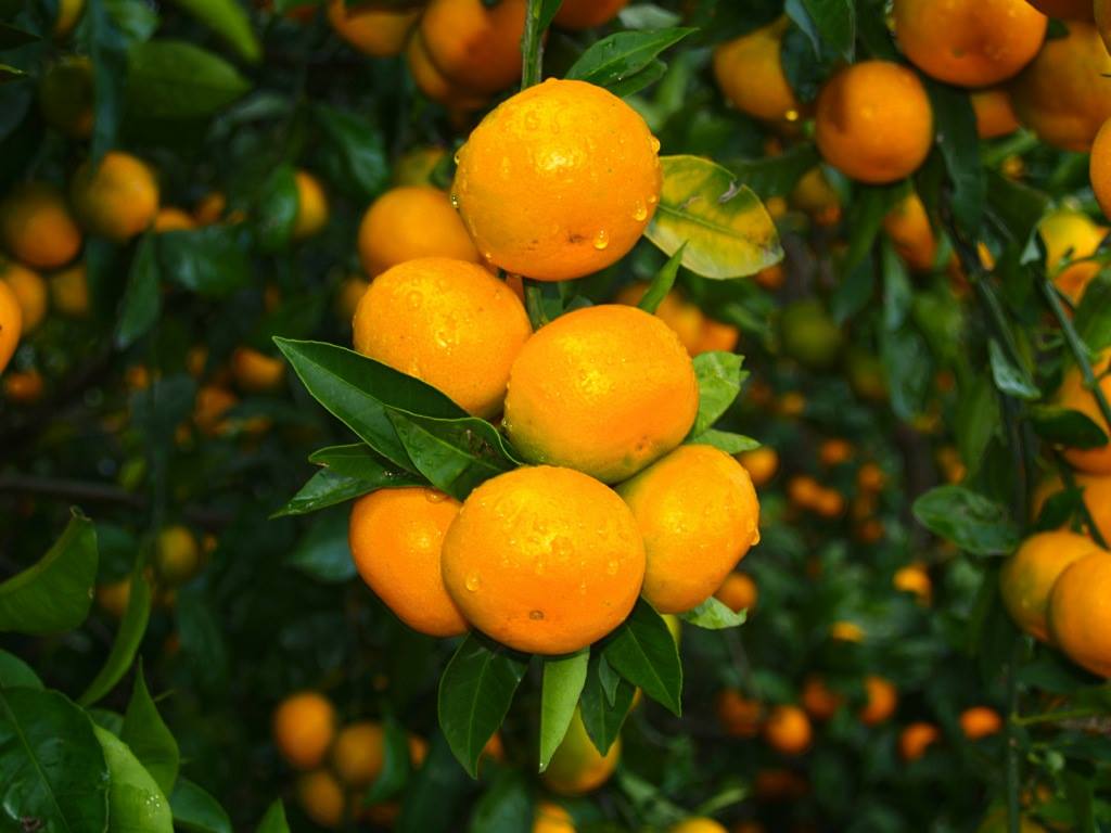 Berba mandarina 2016.