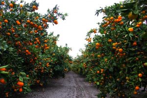 OPG PROVIĆ - EKO CERTIFIKAT