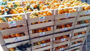 OPG PROVIĆ - EKO CERTIFIKAT