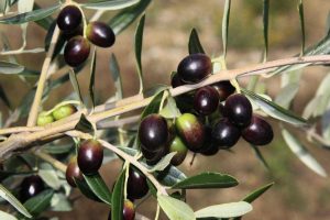 OPG PROVIĆ - EKO CERTIFIKAT