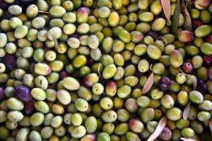 OPG PROVIĆ - EKO CERTIFIKAT